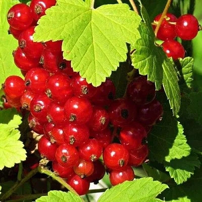 Смородина красная ГАЗЕЛЬ в Пскове
