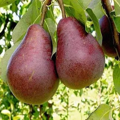 Груша с красной мякотью КРАСНАЯ ИЗ СААРЕМА  Груша с красной мякотью КРАСНАЯ ИЗ СААРЕМА в Пскове