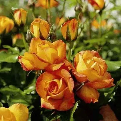 Саженцы роз САХАРА плетистая  Саженцы роз САХАРА плетистая в Пскове