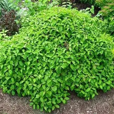 Дерен КЕЛСЕИ шелковистый   Дерен КЕЛСЕИ шелковистый  в Пскове