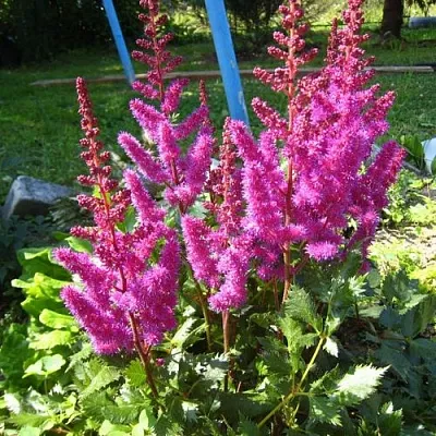 Астильба ЭЛИЗАБЕТ ВАН ВИН японская  Астильба ЭЛИЗАБЕТ ВАН ВИН японская в Пскове