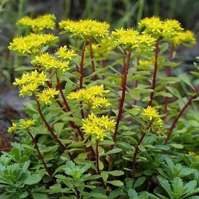 Очиток (седум) ИММЕРГРЮНХЕН в Пскове