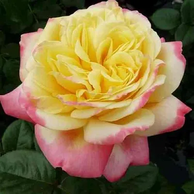 Саженцы роз КОРДЕС ДЖУБИЛИ чайно-гибридная в Пскове