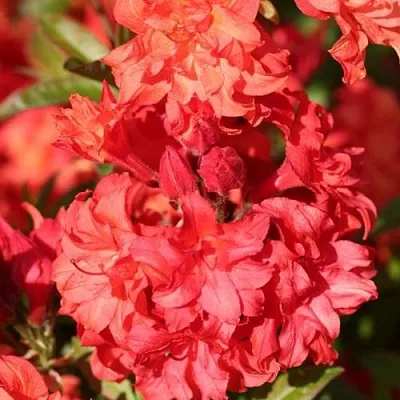 Азалия ФОЙЕРКОПФЕН крупноцветковая  Азалия ФОЙЕРКОПФЕН крупноцветковая в Пскове