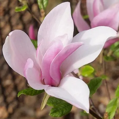Магнолия БЕТТИ  Магнолия БЕТТИ в Пскове