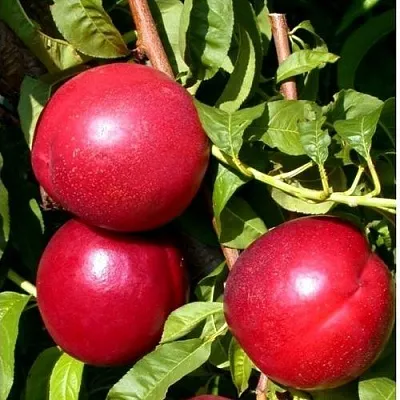 Нектарин ХАРКО в Пскове