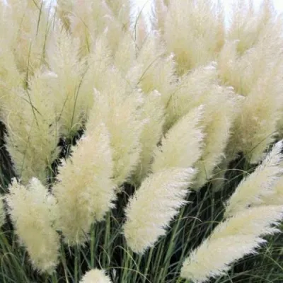 Кортадерия белая (пампасная трава) в Пскове