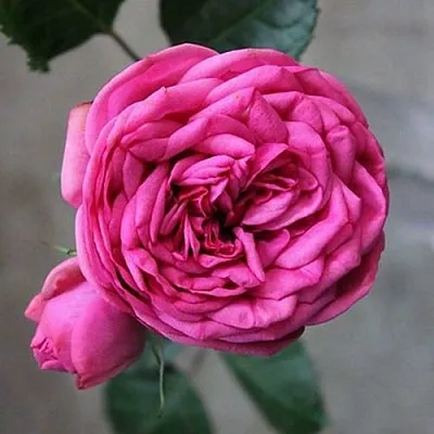 Саженцы роз ПИНК ПИАНО чайно-гибридная в Пскове