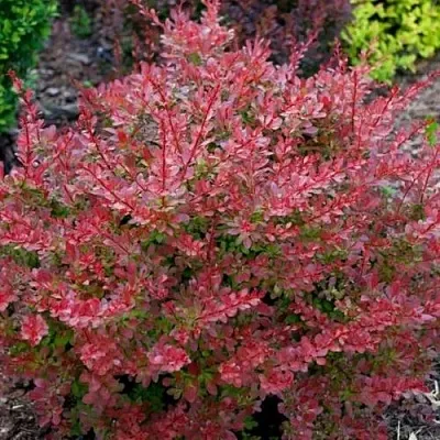 Барбарис ГОЛДЕН РИНГ тунберга  Барбарис ГОЛДЕН РИНГ тунберга в Пскове