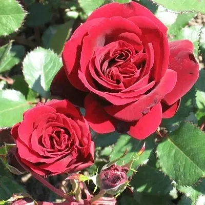 Саженцы роз ИЗАБЕЛЬ РЕНЕССАНС шраб в Пскове