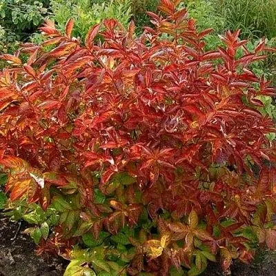 Вейгела ОГНЕННЫЕ КРЫЛЬЯ  Вейгела ОГНЕННЫЕ КРЫЛЬЯ в Пскове