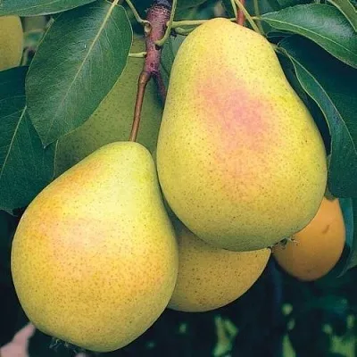 Груша МЛИЕВСКАЯ РАННЯЯ  Груша МЛИЕВСКАЯ РАННЯЯ в Пскове