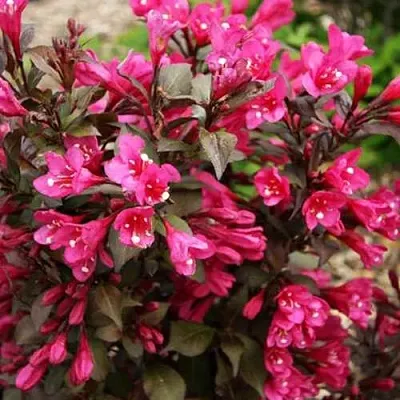 Вейгела БЛЭК РУБИ  Вейгела БЛЭК РУБИ в Пскове