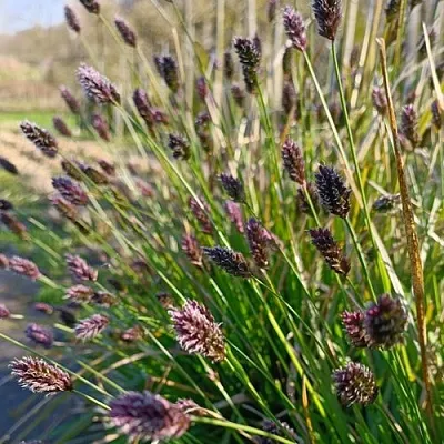 Сейслерия ХЕФЛЕРА в Пскове