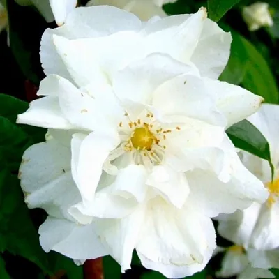 Жасмин РОЗАЦЕ  Жасмин РОЗАЦЕ в Пскове