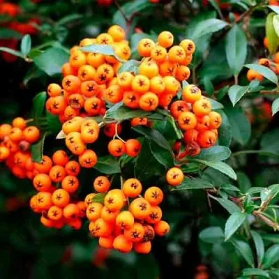 Пираканта ОРАНЖ ГЛОУ  Пираканта ОРАНЖ ГЛОУ в Пскове