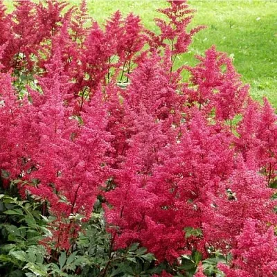 Астильба СКАЙСКРЕЙПЕР китайская  Астильба СКАЙСКРЕЙПЕР китайская в Пскове