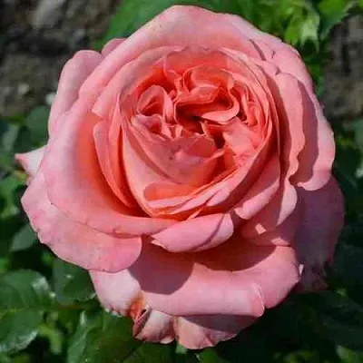 Саженцы роз ЛОНДОН АЙ чайно-гибридная в Пскове