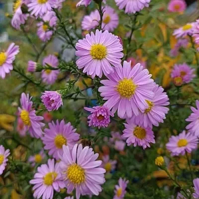 Астра СТРОУБЕРРИ ЭНД КРИМ новобельгийская  Астра СТРОУБЕРРИ ЭНД КРИМ новобельгийская в Пскове