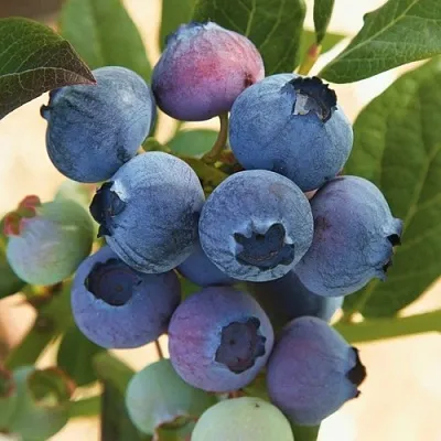 Голубика ОСОРНО в Пскове