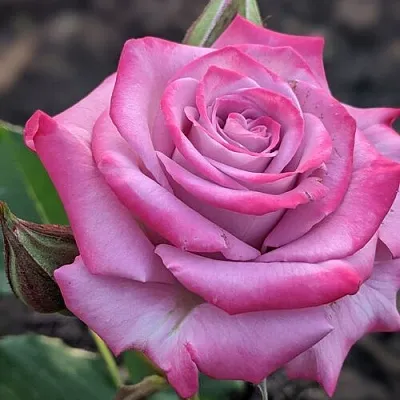 Саженцы роз ОКЕАН МИКАДО спрей в Пскове