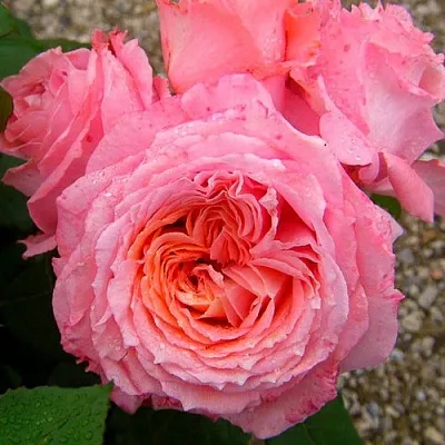 Саженцы роз ИНСТИТУТ ЛЮМЬЕР шраб в Пскове