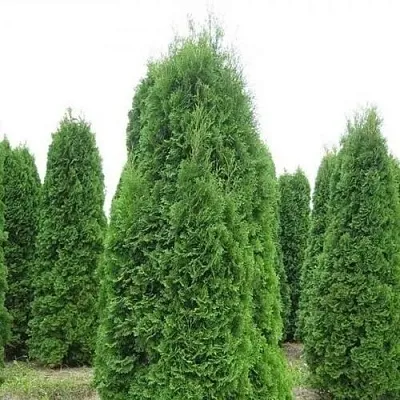 Туя КОЛУМНА западная в Пскове
