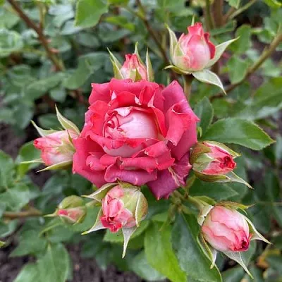 Саженцы роз ТИРАМИСУ спрей в Пскове