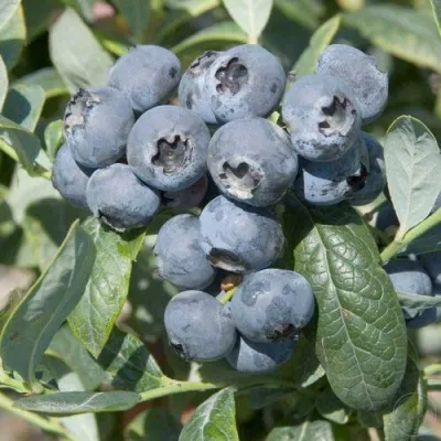 Голубика БРИГИТТА — описание сорта Голубика БРИГИТТА в Пскове