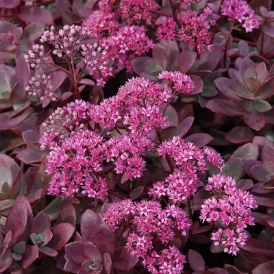 Очиток (седум) САНСПАРКЛЕР ФАЙЕРКРЕКЕР в Пскове