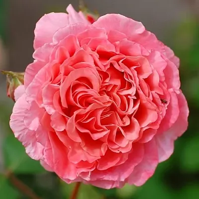 Саженцы роз ЛОРАН КАБРОЛЬ шраб  Саженцы роз ЛОРАН КАБРОЛЬ шраб в Пскове