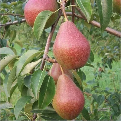 Груша РУМЯНАЯ КЕДРИНА  Груша РУМЯНАЯ КЕДРИНА в Пскове