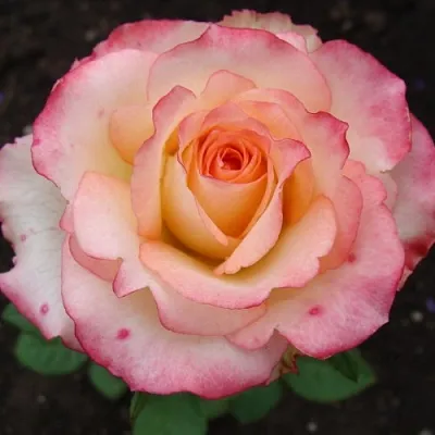 Саженцы роз ДУЭТ чайно-гибридная в Пскове