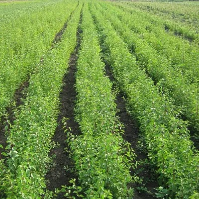 Подвой сливы ДИКАЯ АЛЫЧА  Подвой сливы ДИКАЯ АЛЫЧА в Пскове