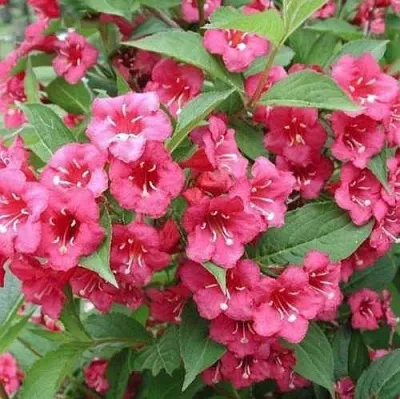 Вейгела БРИСТОЛЬ РУБИ  Вейгела БРИСТОЛЬ РУБИ в Пскове