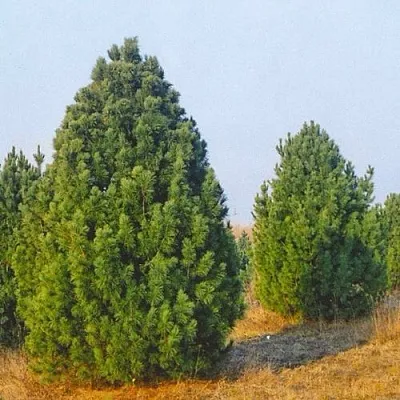 Сосна черная ПИРАМИДАЛИС в Пскове