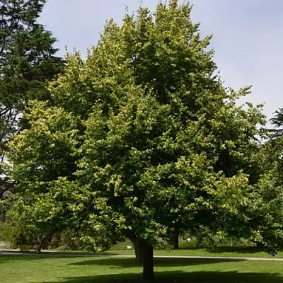 Липа сердцевидная в Пскове