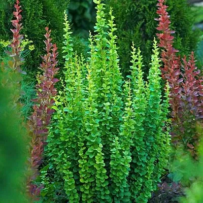 Барбарис ЭРЕКТА тунберга  Барбарис ЭРЕКТА тунберга в Пскове