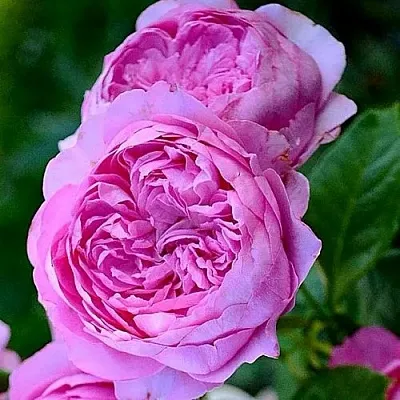 Саженцы роз ШАНТАЛЬ МЕРЬЕ шраб в Пскове