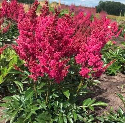 Астильба ЛАКИ ДЕЙ Арендса  Астильба ЛАКИ ДЕЙ Арендса в Пскове