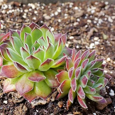 Молодило РУССКОЕ в Пскове