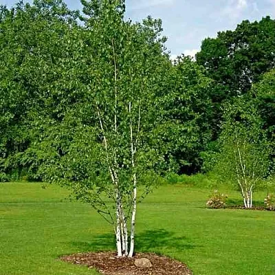 Береза бумажная в Пскове