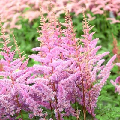 Астильба АМЕРИКА Арендса  Астильба АМЕРИКА Арендса в Пскове