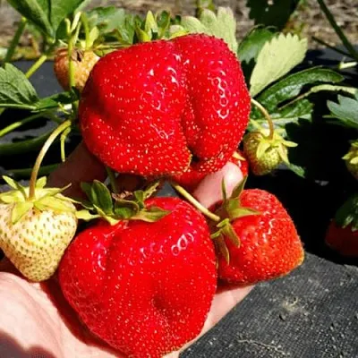 Клубника АПРИКА  Клубника АПРИКА в Пскове