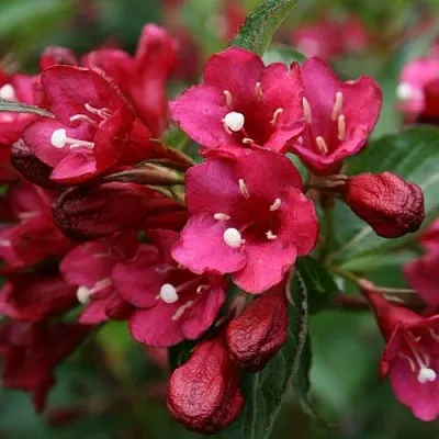 Вейгела ЕВА РАТКЕ  Вейгела ЕВА РАТКЕ в Пскове