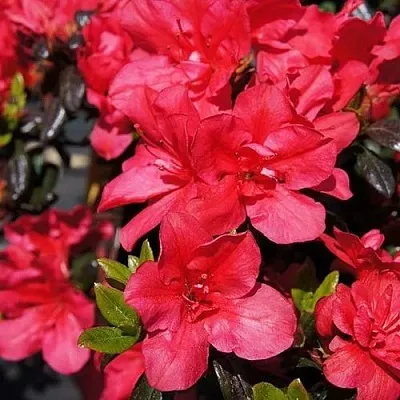 Азалия МАРУШКА японская  Азалия МАРУШКА японская в Пскове