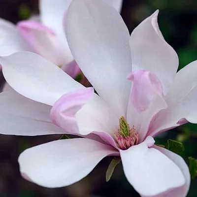 Магнолия ПИНКИ  Магнолия ПИНКИ в Пскове