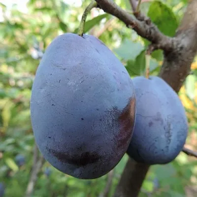 Слива АМЕРС в Пскове