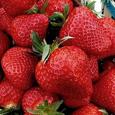 Клубника КЛЕРИ  Клубника КЛЕРИ в Пскове