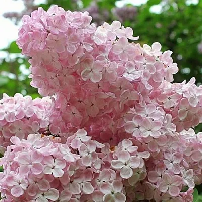 Сирень ВЕЧЕРНИЙ ЗВОН в Пскове